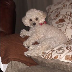 Meet your Posher, Caroll